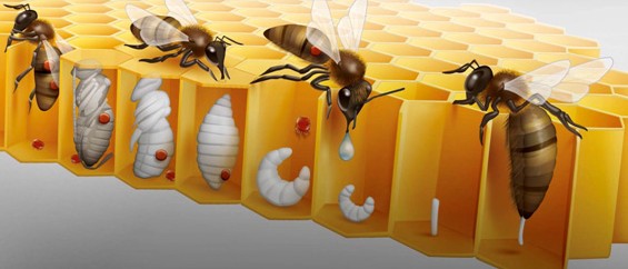 varroamijt varroamijt in de cellen